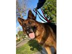 Adopt Ryder a German Shepherd Dog