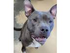 Adopt Phantom a Staffordshire Bull Terrier