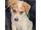 Adopt Mathis Pup 4 a German Shepherd Dog, Labrador Retriever