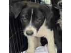 Adopt Mathis Pup 6 a German Shepherd Dog, Labrador Retriever