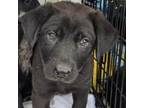 Adopt Mathis Pup 7 a German Shepherd Dog, Labrador Retriever