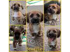 Adopt Sebastian/Scuttle/Flounder a Shih Tzu, Beagle