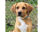 Adopt McCloud a Catahoula Leopard Dog, Mixed Breed