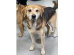 Adopt Cedar a Hound, Mixed Breed