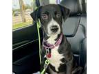 Adopt Spidey a Border Collie, Mixed Breed