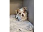 Adopt PARKER a Parson Russell Terrier, Mixed Breed