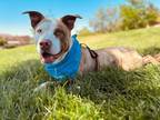 Adopt SNOOPY a Pit Bull Terrier