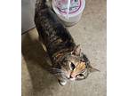 Angelina Domestic Shorthair Young Female