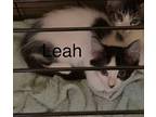 Leah Domestic Shorthair Female