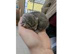 Lord Tubbington Domestic Shorthair Kitten Female
