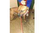 Dozer American Pit Bull Terrier Adult Male