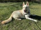 Adopt Charlie a German Shepherd Dog, White German Shepherd