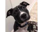 Adopt Brother (w/ Foster) a Pit Bull Terrier, American Staffordshire Terrier