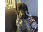 Adopt Drake a German Shorthaired Pointer, Mixed Breed