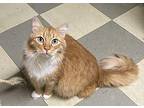 Goldie (friendly) Domestic Mediumhair Senior Female