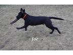 Joe Shepherd (Unknown Type) Puppy Male