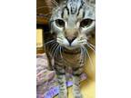 Flynn Domestic Shorthair Young Female