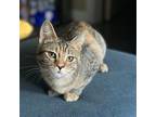 Table (Courtesy Post) Domestic Shorthair Young Female