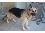 Luke German Shepherd Dog Adult Male