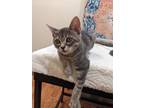 Dipsy Domestic Shorthair Kitten Female