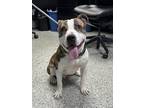 Kash American Pit Bull Terrier Young Male