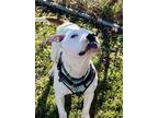 Journey (IN FOSTER) American Pit Bull Terrier Adult Male