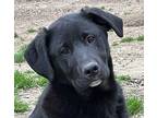 Lamont Labrador Retriever Puppy Male