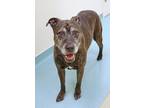 Gracie Mixed Breed (Medium) Senior Female