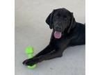 O'Malley Labrador Retriever Adult Male