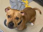 Kane American Staffordshire Terrier Adult Male