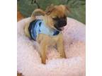 Adopt WINSTON a Pug