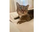 Adopt Superb Owl (bonded with New Girl) a Domestic Short Hair