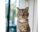 Adopt Superb Owl (bonded with New Girl) a Domestic Short Hair