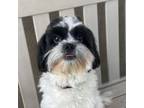 Adopt Cadbury a Shih Tzu, Cairn Terrier