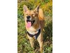 Adopt Bongu a Shiba Inu, Jindo