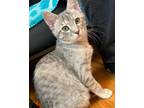 Piper Domestic Shorthair Kitten Female