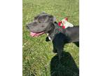 Blue Girl American Pit Bull Terrier Adult Female