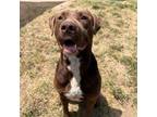 Adopt Anker a Pit Bull Terrier, Chocolate Labrador Retriever