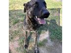 Adopt DiCaprio a Dutch Shepherd, Shepherd