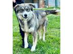 Adopt Yogi-C24031801 a Husky, Australian Shepherd