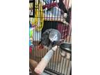 Adopt Freud a African Grey