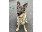 Sierra German Shepherd Dog Adult Female