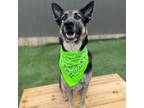 Adopt Rocky a German Shepherd Dog