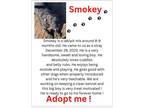 Adopt Smokey a Black Labrador Retriever