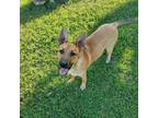 Adopt Lennox a German Shepherd Dog