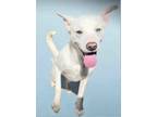 Adopt Thaddeus a Pit Bull Terrier