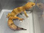Adopt Bellsprout a Gecko