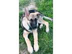 Adopt Care Bear a German Shepherd Dog