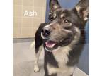 Adopt Ash - Foster or foster to adopt a Mixed Breed