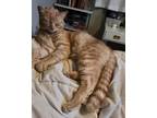 Ginger Snap Domestic Shorthair Young Male